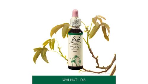 Nr.33. Bach-virágeszencia: Walnut - Dió 20ml