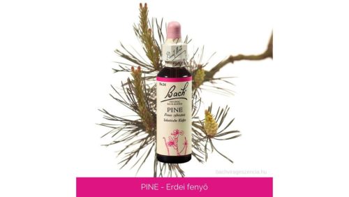 Nr.24. Bach-virágeszencia: Pine - Erdeifenyő 20ml