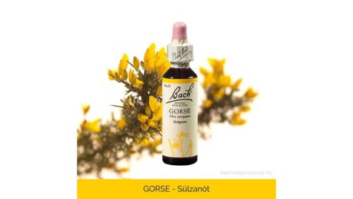Nr.13. Bach-virágeszencia: Gorse - Európai sülzanót 20ml