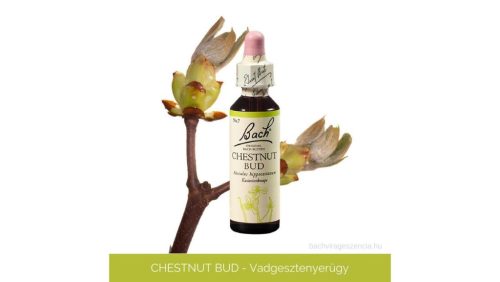Nr.07. Bach-virágeszencia: Chestnut Bud - Vadgesztenye rügy 20ml