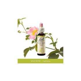 Nr.37. Bach-virágeszencia: Wild Rose - Vadrózsa 20ml