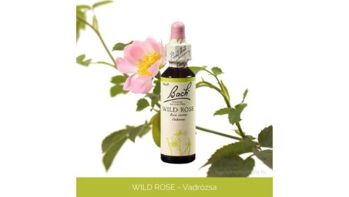 Nr.37. Bach-virágeszencia: Wild Rose - Vadrózsa 20ml